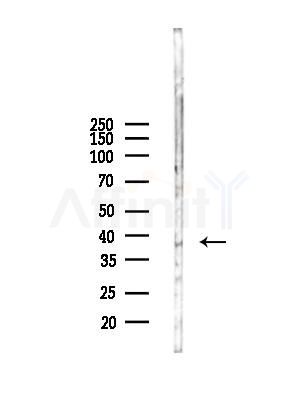 Lumican Antibody - Western blot analysis of lysates from Mouse liver, using Lumican Antibody at 1/1000 dilution.