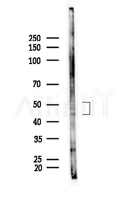 NEK2 Antibody - Western blot analysis of lysates from Mouse testis, using NEK2 Antibody at 1/1000 dilution.