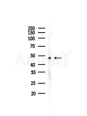 SMARCE1 Antibody - Western blot analysis of lysates from RAW264.