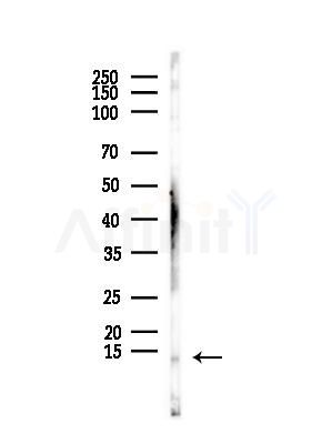 TCEB2 Antibody - Western blot analysis of lysates from Mouse brain, using TCEB2 Antibody at 1/1000 dilution.