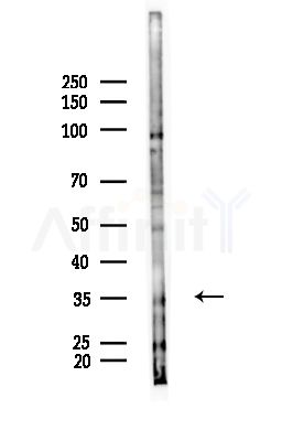 GP9/CD42a Antibody - Western blot analysis of lysates from Mouse testis, using GP9/CD42a Antibody at 1/1000 dilution.