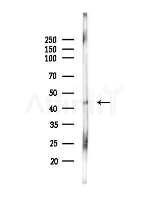 PSMC6 Antibody - Western blot analysis of lysates from Rat lung, using PSMC6 Antibody at 1/1000 dilution.
