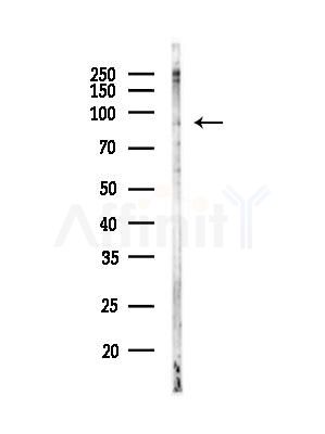 ADAM9 Antibody - Western blot analysis of lysates from K562 cells, using ADAM9 Antibody at 1/1000 dilution.