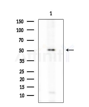 CFP Antibody - Western blot analysis of extracts from K562 cells, using CFP Antibody at 1/1000 dilution.