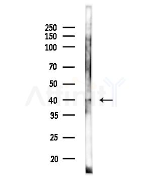 FBP1 Antibody - Western blot analysis of lysates from Rat liver, using FBP1 Antibody at 1/1000 dilution.