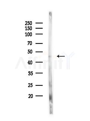 SERPINB3 Antibody - Western blot analysis of lysates from Rat liver, using SERPINB3 Antibody at 1/1000 dilution.