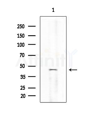 TFDP1 Antibody - Western blot analysis of extracts from Rat liver, using TFDP1 Antibody at 1/1000 dilution.