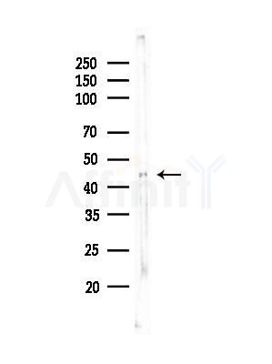 TFDP1 Antibody - Western blot analysis of lysates from Rat liver, using TFDP1 Antibody at 1/1000 dilution.