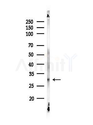 NQO2 Antibody - Western blot analysis of lysates from Rat liver, using NQO2 Antibody at 1/1000 dilution.
