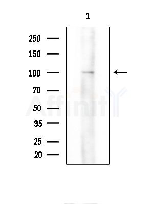 BCL11A Antibody - Western blot analysis of extracts from RAW264.