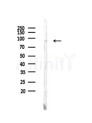 BCL11A Antibody - Western blot analysis of lysates from RAW264.