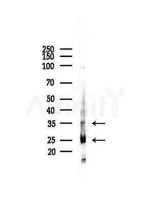 CBR1 Antibody - Western blot analysis of lysates from Rat brain, using CBR1 Antibody at 1/1000 dilution.