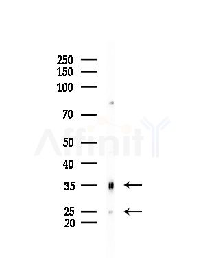 CBR1 Antibody - Western blot analysis of lysates from Mouse testis, using CBR1 Antibody at 1/1000 dilution.