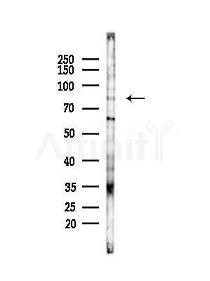 KIF2C Antibody - Western blot analysis of lysates from B16F10-LUC cells(heat-shock,45min treatment), using KIF2C Antibody at 1/1000 dilution.