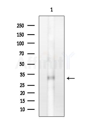 PEX19 Antibody - Western blot analysis of extracts from HUVEC cells, using PEX19 Antibody at 1/1000 dilution.