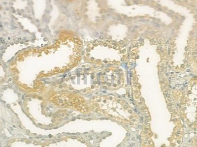 SEMG1 Antibody - DF7369 at 1/100 staining human normal kidney tissue by IHC-P.