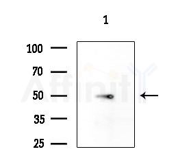 TXNRD2 Antibody - Western blot analysis of extracts from Rat testis, using TXNRD2 Antibody at 1/1000 dilution.