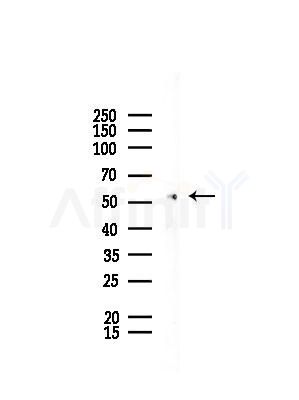 TXNRD2 Antibody - Western blot analysis of lysates from Rat testis, using TXNRD2 Antibody at 1/1000 dilution.