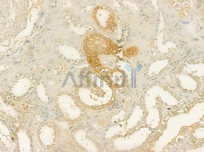 TXNRD2 Antibody - DF7372 at 1/100 staining human normal kidney tissue by IHC-P.
