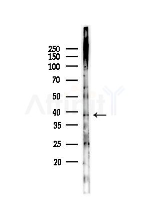 UROD Antibody - Western blot analysis of lysates from RAW264.