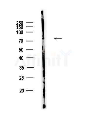 SLC3A1 Antibody - Western blot analysis of lysates from Rat testis, using SLC3A1 Antibody at 1/1000 dilution.