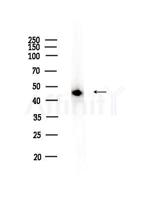 HNRNPF Antibody - Western blot analysis of lysates from Rat testis, using HNRNPF Antibody at 1/1000 dilution.