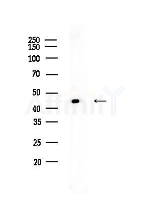 HNRNPF Antibody - Western blot analysis of lysates from HUVEC cells, using HNRNPF Antibody at 1/1000 dilution.