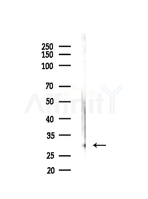 PSMF1 Antibody - Western blot analysis of lysates from HepG2 cells(LPS,4h treatment), using PSMF1 Antibody at 1/1000 dilution.