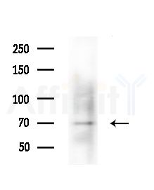 ATIC Antibody - Western blot analysis of lysates from Mouse testis, using ATIC Antibody at 1/1000 dilution.
