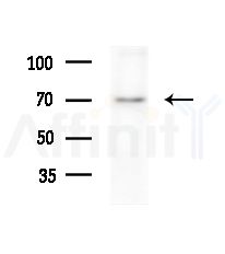 ATIC Antibody - Western blot analysis of lysates from RAW264.