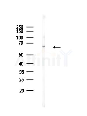 ATIC Antibody - Western blot analysis of lysates from RAW264.