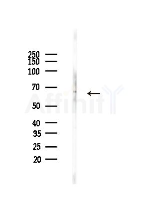 ATIC Antibody - Western blot analysis of lysates from Mouse testis, using ATIC Antibody at 1/1000 dilution.