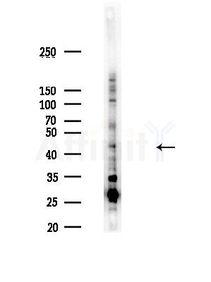 CREM Antibody - Western blot analysis of lysates from LoVo cells, using CREM Antibody at 1/1000 dilution.