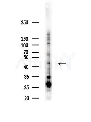 CREM Antibody - Western blot analysis of lysates from LoVo cells(heat-shock, 45min treatment), using CREM Antibody at 1/1000 dilution.