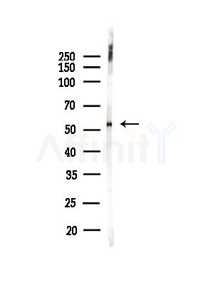 PLTP Antibody - Western blot analysis of lysates from Mouse testis, using PLTP Antibody at 1/1000 dilution.