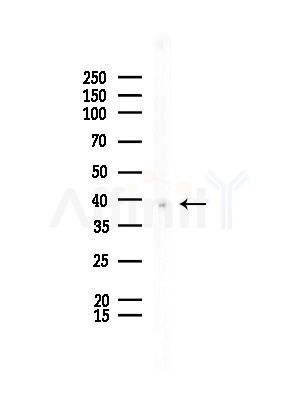 SH3GL2 Antibody - Western blot analysis of lysates from Mouse testis, using SH3GL2 Antibody at 1/1000 dilution.