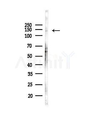 Bamacan Antibody - Western blot analysis of lysates from Rat testis, using Bamacan Antibody at 1/1000 dilution.