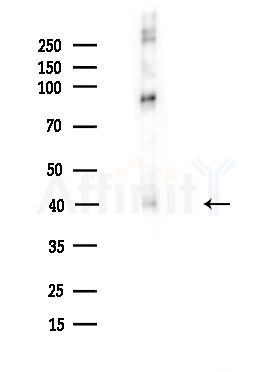 Phospho-Doublecortin (Ser335) Antibody - Western blot analysis of lysates from Mouse brain, using Phospho-Doublecortin (Ser335) Antibody at 1/1000 dilution.