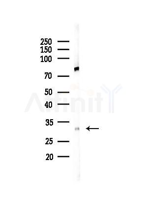 Calretinin Antibody - Western blot analysis of lysates from 293 cells(UV,30min treatment), using Calretinin Antibody at 1/1000 dilution.