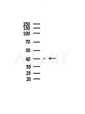 Phospho-PKA beta (Thr197)[Thr198] Antibody - Western blot analysis of lysates from HUVEC cells, using Phospho-PKA beta (Thr197)[Thr198] Antibody at 1/1000 dilution.