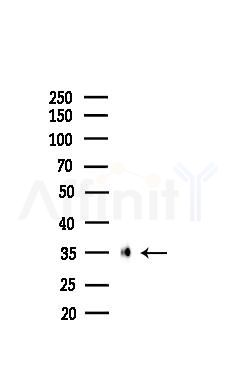 NCR1 Antibody - Western blot analysis of lysates from Mouse lung, using NCR1 Antibody at 1/1000 dilution.