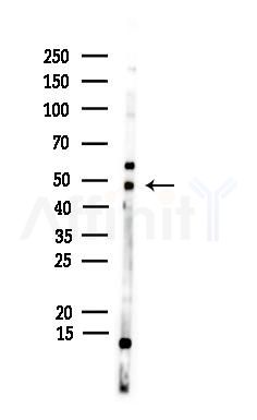 NCR1 Antibody - Western blot analysis of lysates from Hela cells, using NCR1 Antibody at 1/1000 dilution.