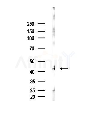 Caspase 4/11 Antibody - Western blot analysis of lysates from MCF7 cells(heat-shock,45min treatment), using Caspase 4/11 Antibody at 1/1000 dilution.