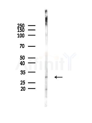 BCL2A1 Antibody - Western blot analysis of lysates from Mouse testis, using BCL2A1 Antibody at 1/1000 dilution.