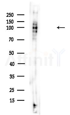 EPS15L1 Antibody - Western blot analysis of lysates from Mouse brain, using EPS15L1 Antibody at 1/1000 dilution.