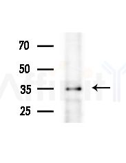 IHH Antibody - Western blot analysis of extracts from HepG2 cells(LPS,4h treatment), using IHH Antibody at 1/1000 dilution.
