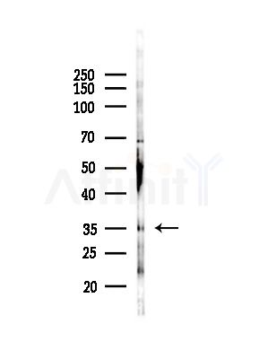 TGIF1 Antibody - Western blot analysis of lysates from Rat testis, using TGIF1 Antibody at 1/1000 dilution.
