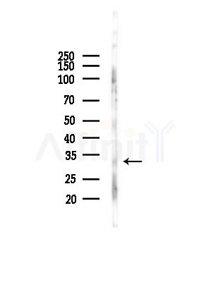 Aquaporin 7 Antibody - Western blot analysis of lysates from RAW264.