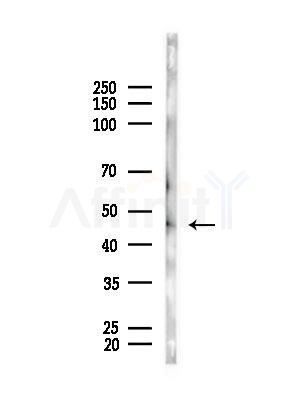 osterix Antibody - Western blot analysis of lysates from Rat brain, using osterix Antibody at 1/1000 dilution.