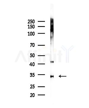 Bone Sialoprotein Antibody - Western blot analysis of lysates from Hela cells(LPS,4h treatment), using Bone Sialoprotein Antibody at 1/1000 dilution.